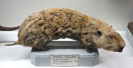 Tập_tin:Tachyoryctes_macrocephalus_-_Museo_Civico_di_Storia_Naturale_Giacomo_Doria_-_Genoa,_Italy_-_DSC02820.JPG