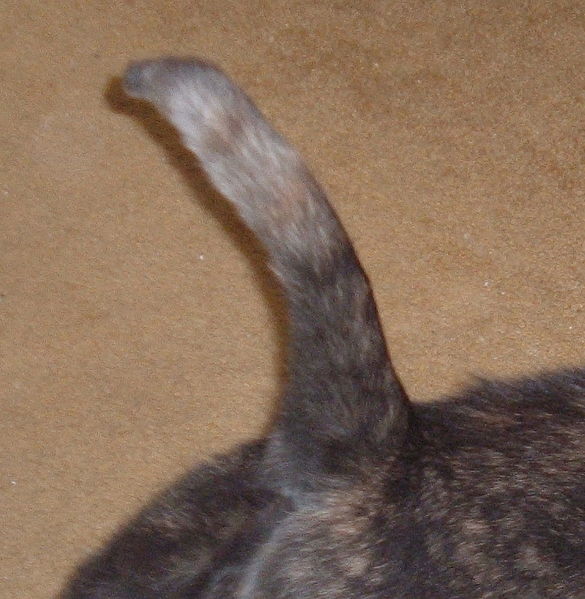 File:Tail.emily.jpg