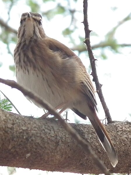 File:Tanzania 0412 cropped Nevit.jpg