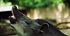 Tapirus.terrestris.flehmen.jpg