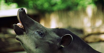 Tapir (Tapirus terrestris) snout showing flehmen