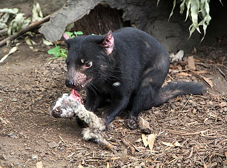 Tập_tin:Tasmanian_Devil_Eating.jpg