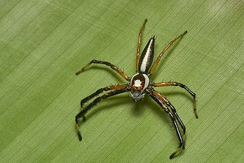 Macho de Telamonia dimidiata, uma espécie de aranha araneomorfa da família Salticidae, que habita as florestas tropicais pluviais da Ásia. (definição 4 148 × 2 765)
