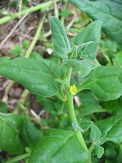 Tetragonia tetragonioides (Flower).jpg