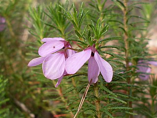 <i>Tetratheca neglecta</i> Species of flowering plant