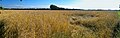 Texel - Den Hoorn - Mokweg - Barley (Hordeum vulgare) field 02.jpg