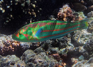 <span class="mw-page-title-main">Surge wrasse</span> Species of fish