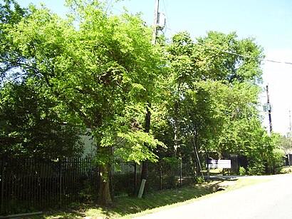 How to get to rainard school with public transit - About the place