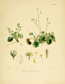 Антарктикадан Х.М. саяхатының ботаникасы. 1839-1843 жылдардағы Erebus және Terror кемелері (6302411419) .jpg
