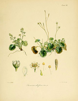 <i>Geum albiflorum</i> Species of flowering plant
