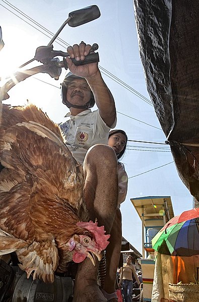 File:The chicken (4032747523).jpg