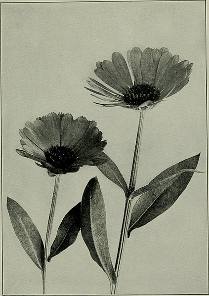 File:The flower and the bee; plant life and pollination (1918) (14756471916).jpg