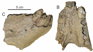 <i>Pelagiarctos</i> Extinct genus of carnivores