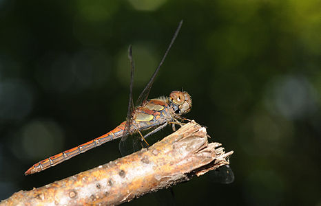 Sympetrum striolatum