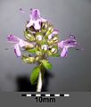 Thymus pulegioides subsp. pulegioides sl10.jpg