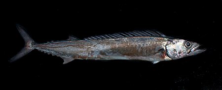 Thyrsites atun, Barracouta or snake Mackerel.jpg