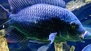 Tilapia louka - Cichlidae - Aqua Porte Dorée 01.JPG