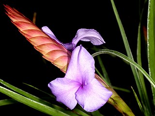 <i>Tillandsia guatemalensis</i> Species of plant