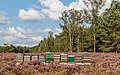 * Nomination Walk on the Tongeren Heide. Beehives on the blooming heathland. --Agnes Monkelbaan 04:19, 6 October 2021 (UTC) * Promotion  Support Good quality. --XRay 05:19, 6 October 2021 (UTC)