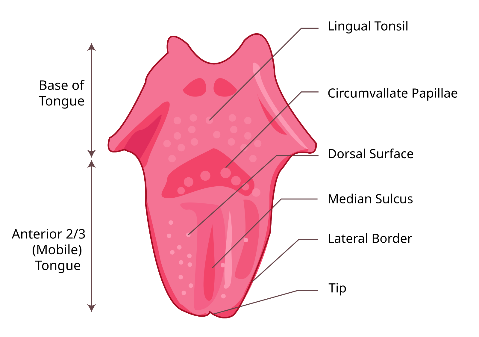 Tongue перевод