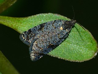<i>Tortrix molybditis</i> Species of moth, endemic to New Zealand