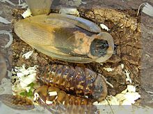 Death's head cockroach or brown-winged Blaberus hybrid. Adult (above) and two immatures (note wing stubs)