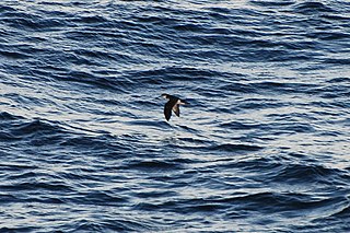 Townsends shearwater species of bird