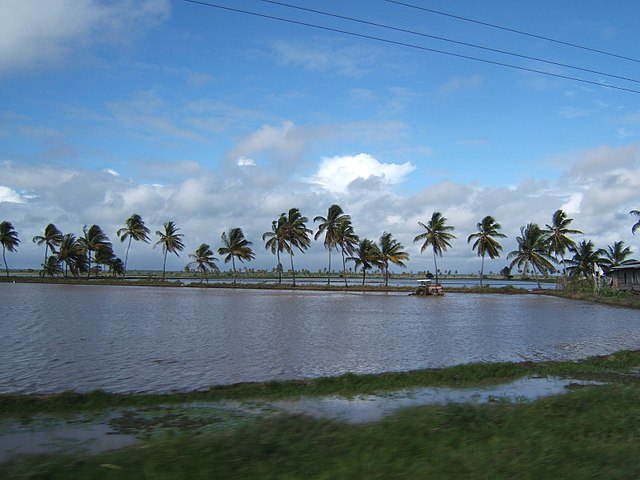 A tractor in a field of rice