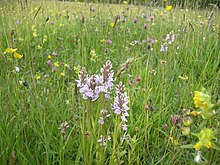 photograph of a meadow