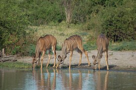 Greater kudu