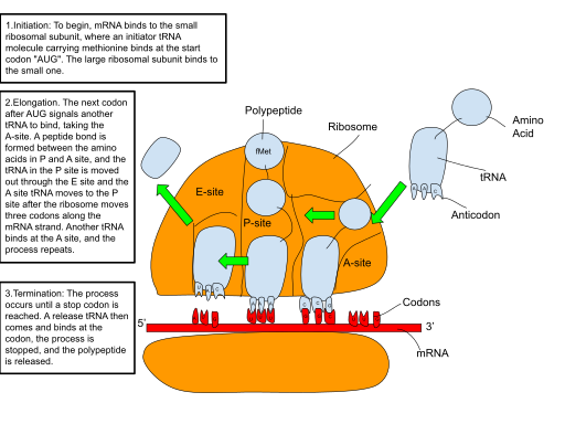 File:Translation of mRNA.svg