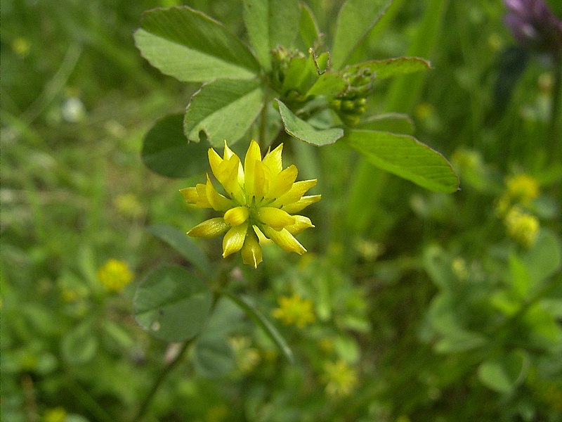 File:TrifoliumDubium-bloem-hr.jpg