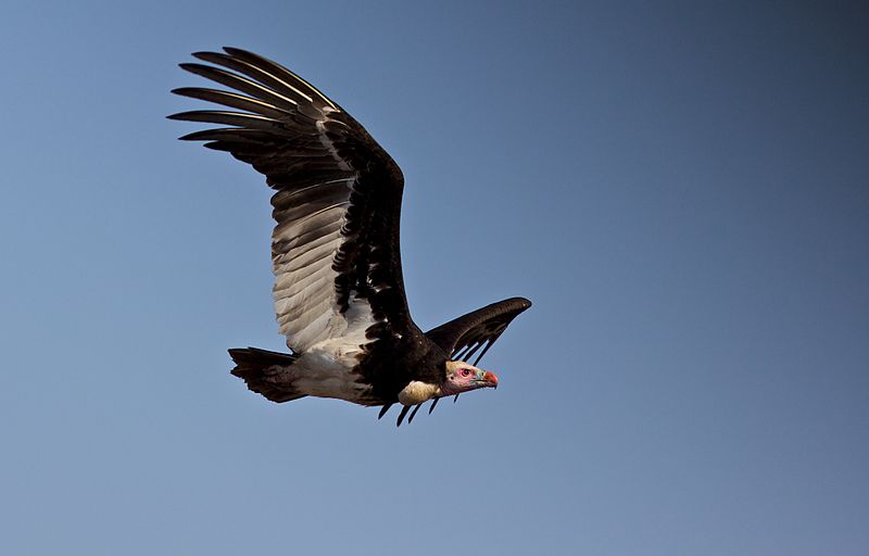 File:Trigonoceps occipitalis -Kruger National Park, South Africa -flying-8.jpg