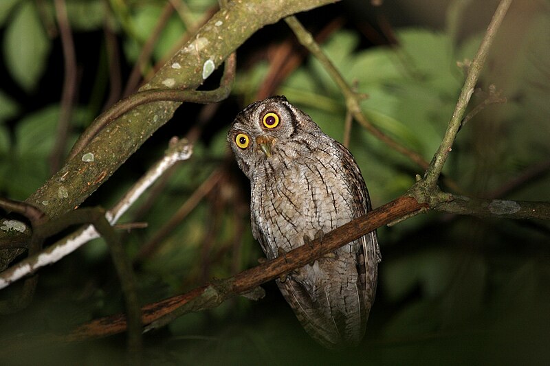 File:Tropical Screech-Owl.jpg