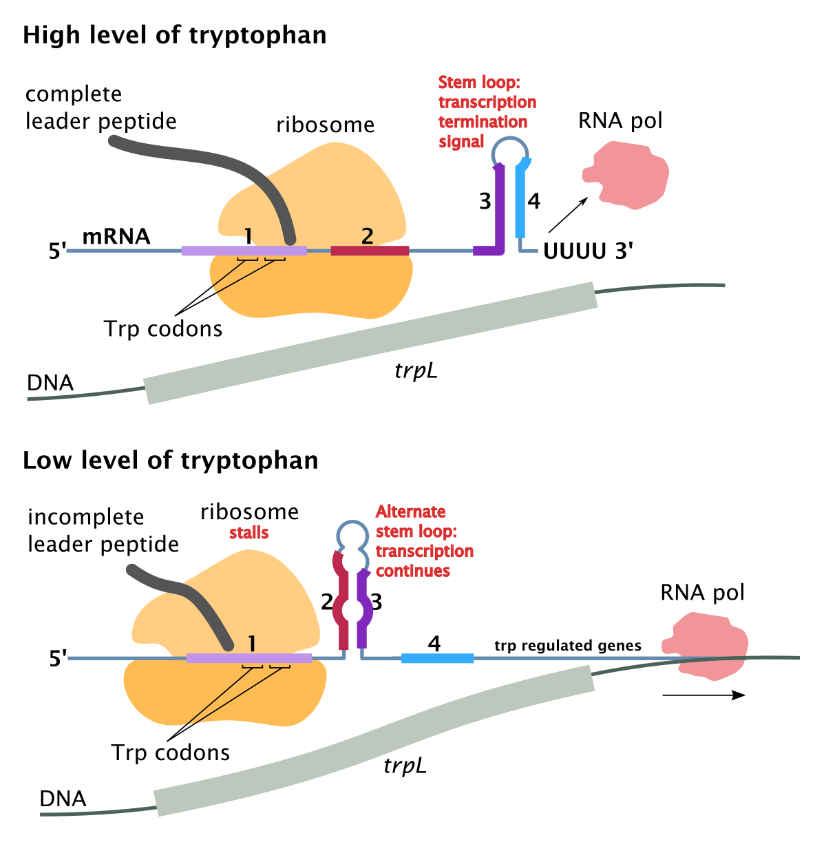 parts operon of Attenuator  Wikipedia  (genetics)