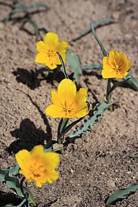 Tulipa lehmanniana.jpg