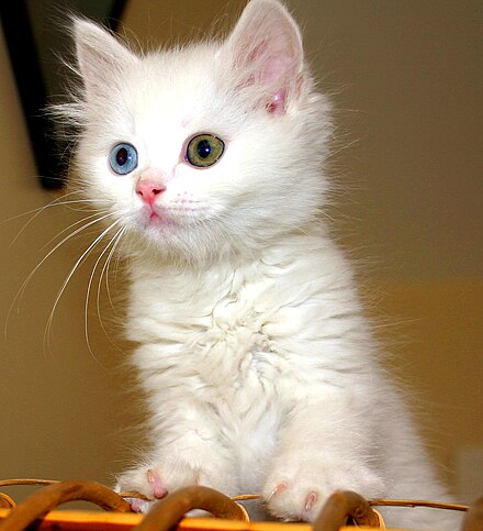 lake van cat