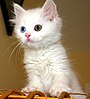 Котёнок породы турецкая Ван