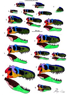Tyrannosauroidea skull comparison.jpg