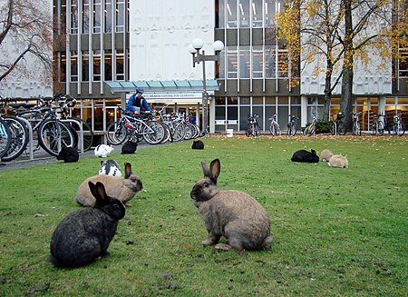 Fail:UVic rabbits.jpg