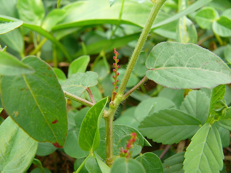 File:Unidentified Acalypha, Kourou 1.jpg