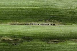 Urocystis colchici sur Colchicum autumnale.