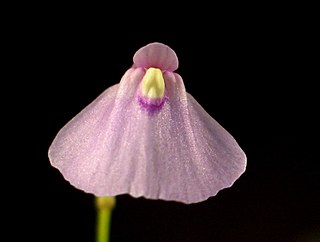 <i>Utricularia dichotoma</i> Species of plant