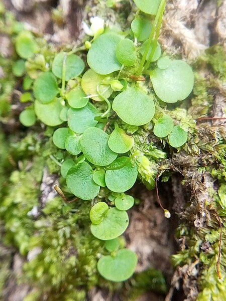 File:Utricularia striatula 8.jpg