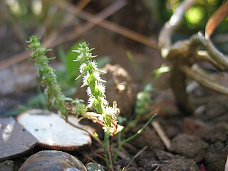 <i>Valantia hispida</i> Species of plant