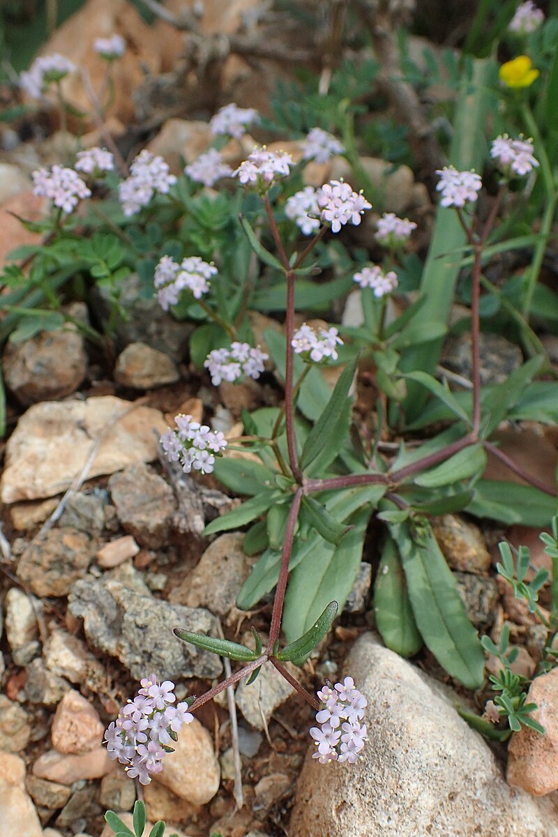 Valerianella pumila. Valerianella affinis. Валерианелла колосковая. Валерианелла фото.