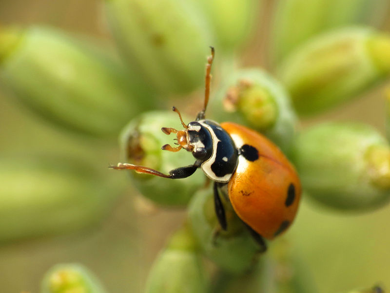 File:Variegated Ladybird Beetle (15935264446).jpg