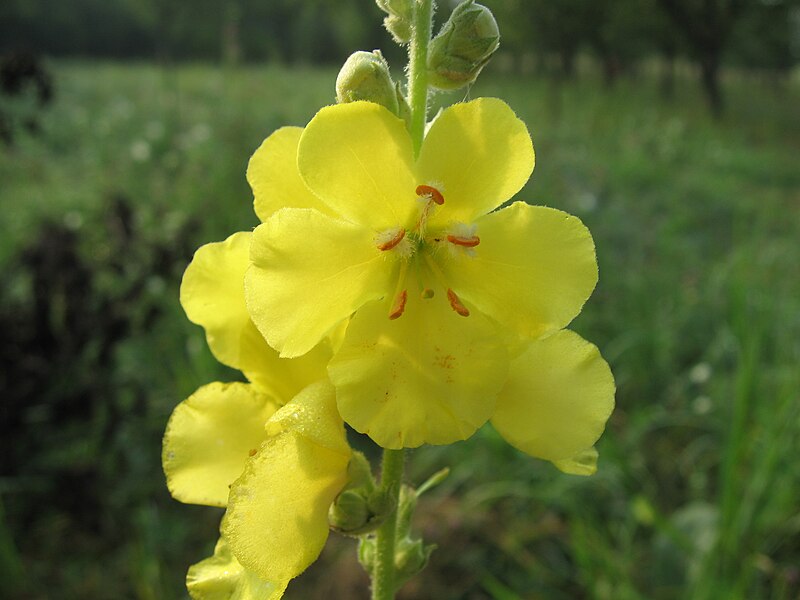 File:Verbascum phlomoides flower.jpg