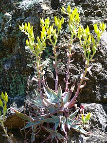 A caespitose clump.