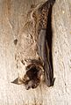 Gaperçêvk (Vespertilio murinus)